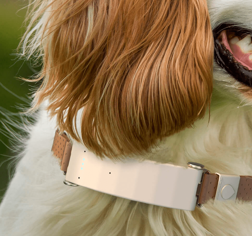 Pet Tracker - smart collar